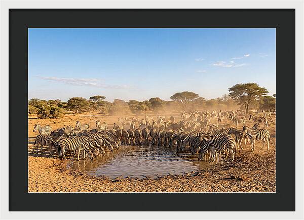 Herd Of Zebras Drinking Water