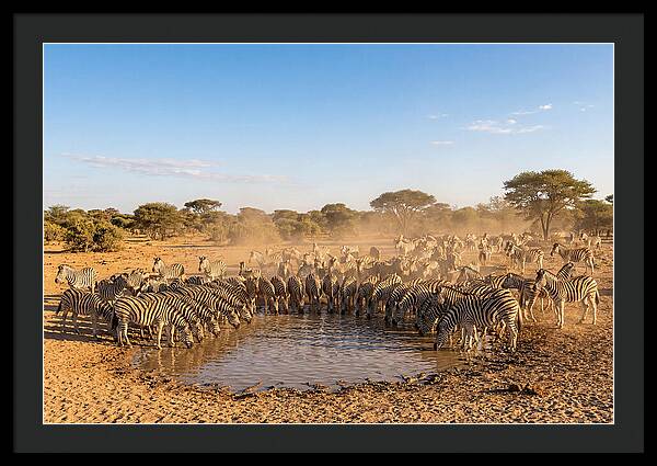 Herd Of Zebras Drinking Water