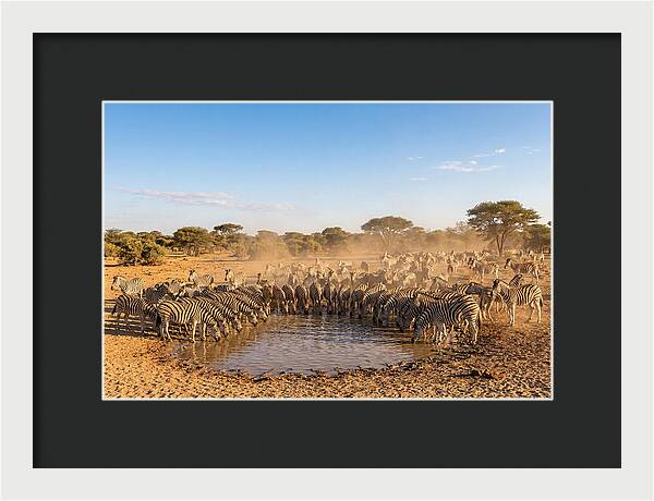 Herd Of Zebras Drinking Water