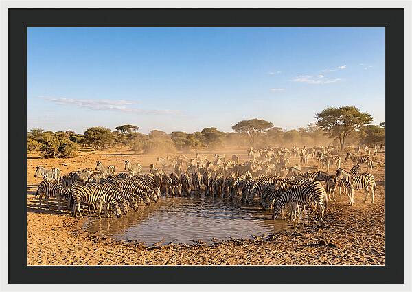 Herd Of Zebras Drinking Water
