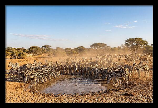 Herd Of Zebras Drinking Water