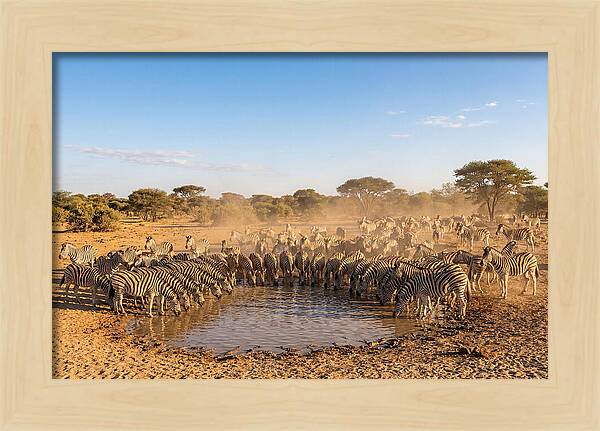 Herd Of Zebras Drinking Water