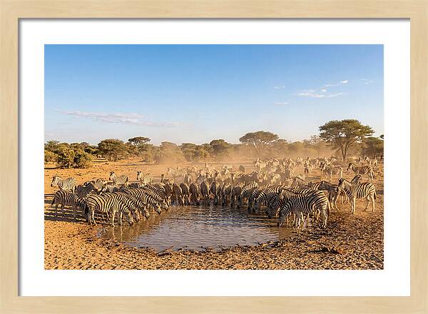 Herd Of Zebras Drinking Water