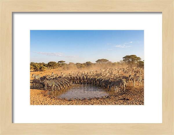 Herd Of Zebras Drinking Water