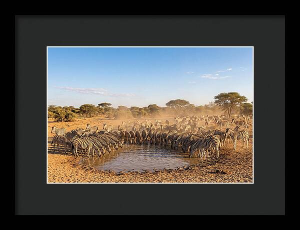 Herd Of Zebras Drinking Water