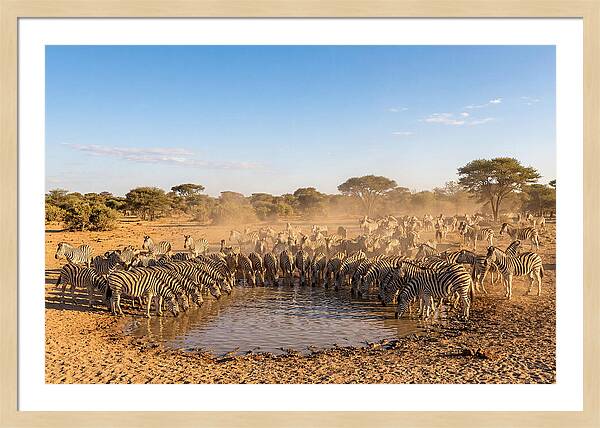 Herd Of Zebras Drinking Water