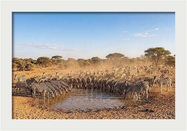 Herd Of Zebras Drinking Water