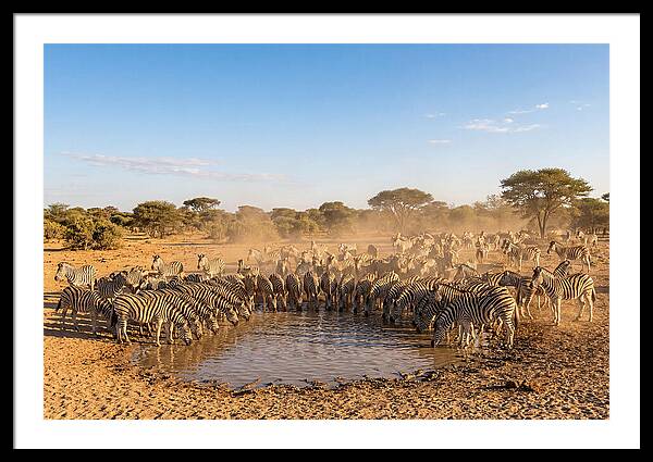 Herd Of Zebras Drinking Water