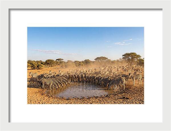 Herd Of Zebras Drinking Water