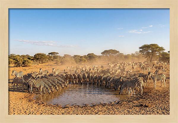 Herd Of Zebras Drinking Water