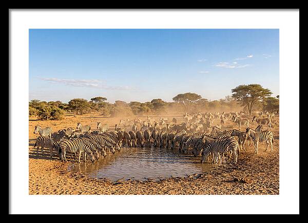Herd Of Zebras Drinking Water