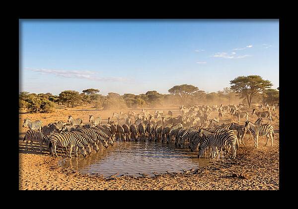 Herd Of Zebras Drinking Water