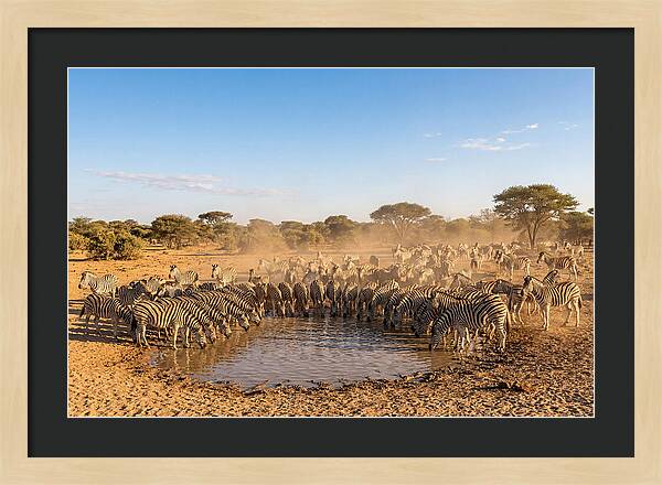 Herd Of Zebras Drinking Water