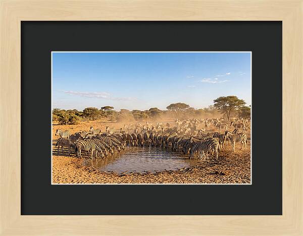 Herd Of Zebras Drinking Water