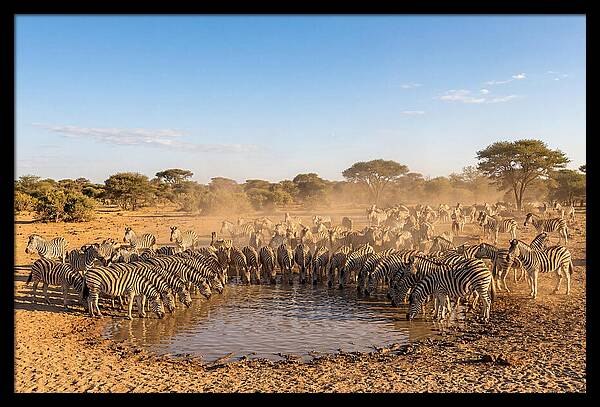 Herd Of Zebras Drinking Water