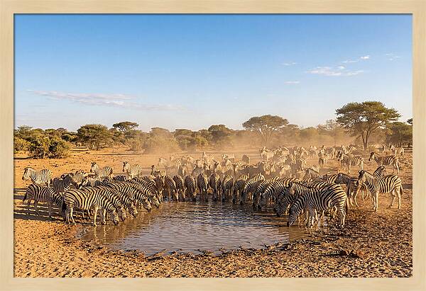 Herd Of Zebras Drinking Water
