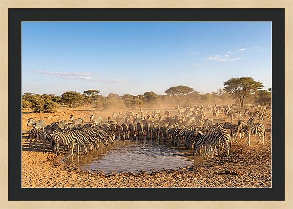 Herd Of Zebras Drinking Water