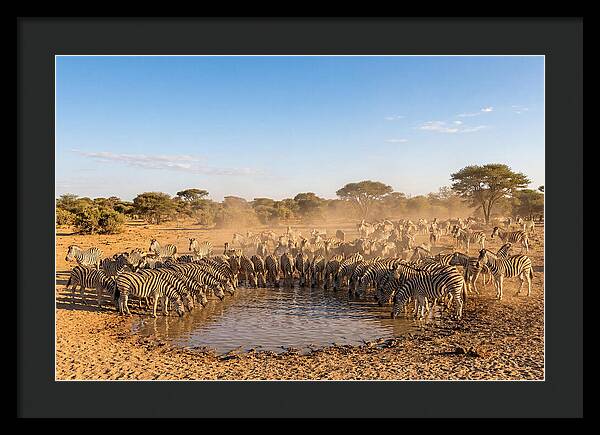 Herd Of Zebras Drinking Water