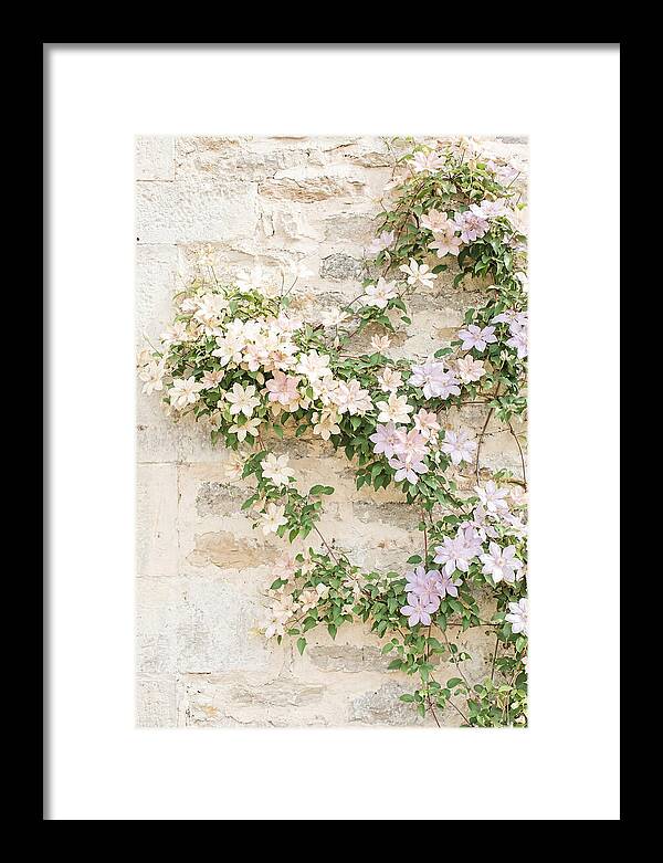 Heritage Clematis On Old Stone Wall
