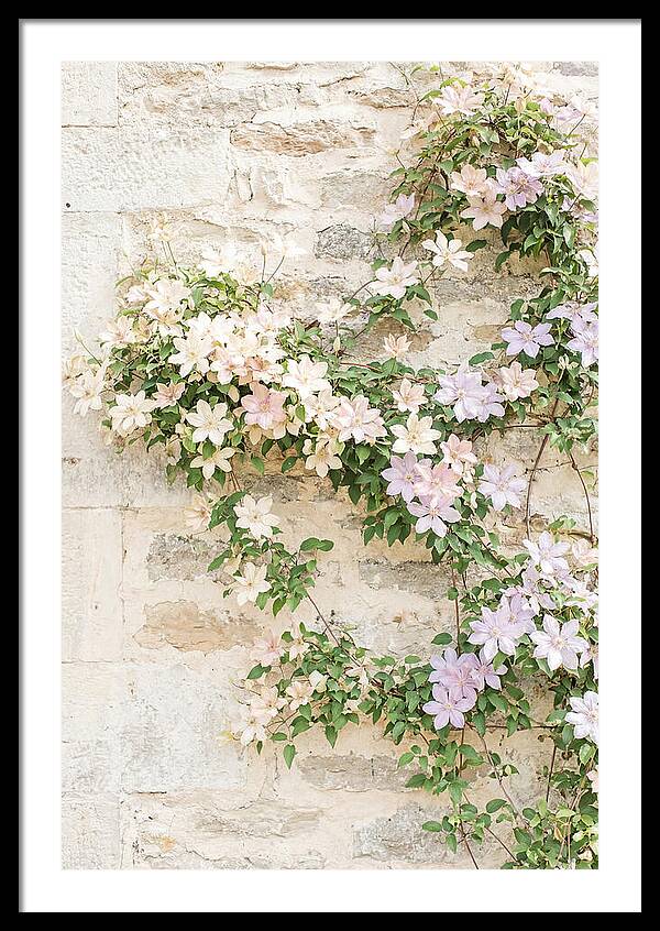 Heritage Clematis On Old Stone Wall