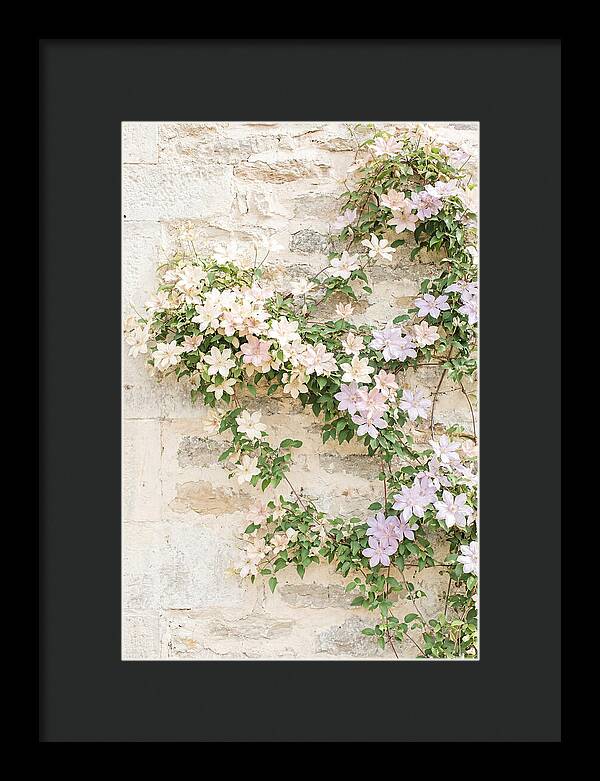 Heritage Clematis On Old Stone Wall