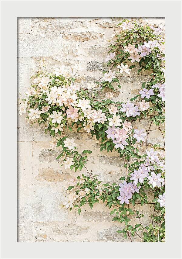 Heritage Clematis On Old Stone Wall