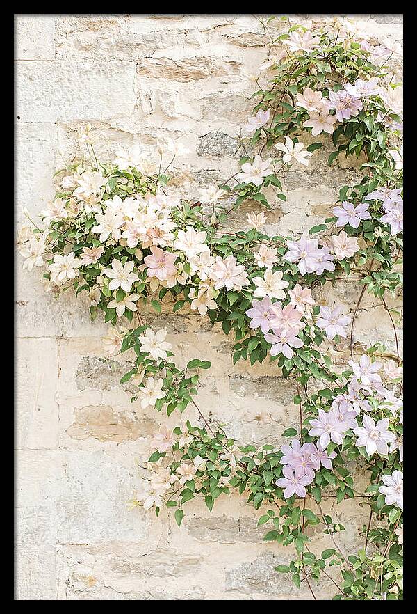 Heritage Clematis On Old Stone Wall