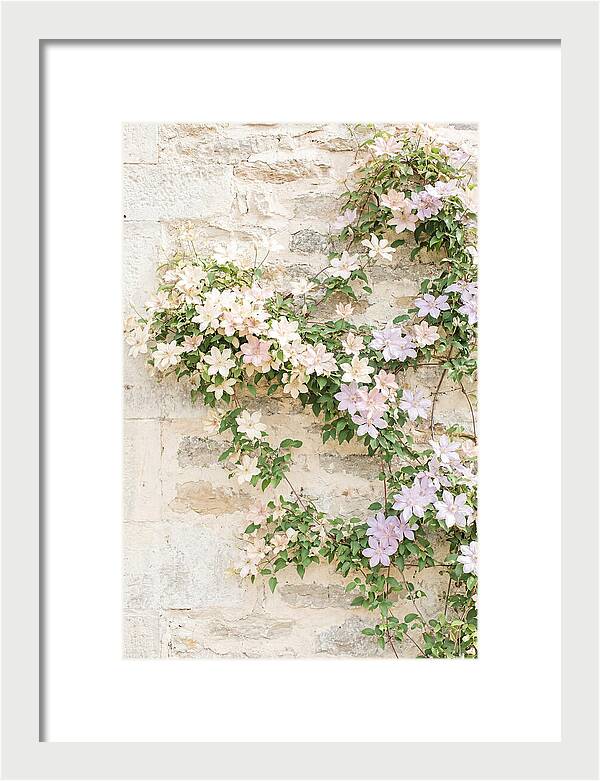 Heritage Clematis On Old Stone Wall