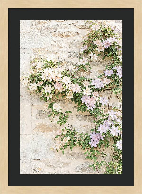 Heritage Clematis On Old Stone Wall