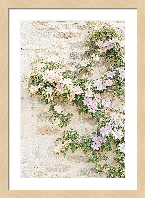 Heritage Clematis On Old Stone Wall