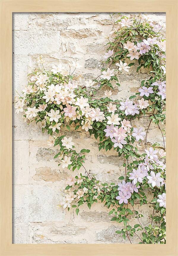 Heritage Clematis On Old Stone Wall