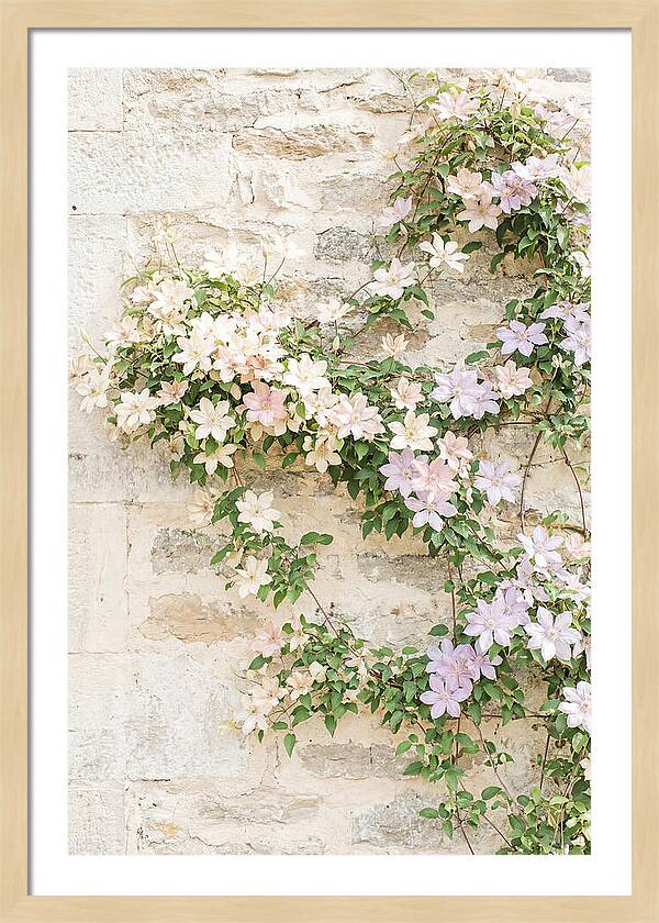 Heritage Clematis On Old Stone Wall