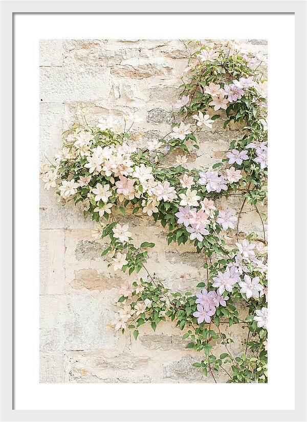 Heritage Clematis On Old Stone Wall