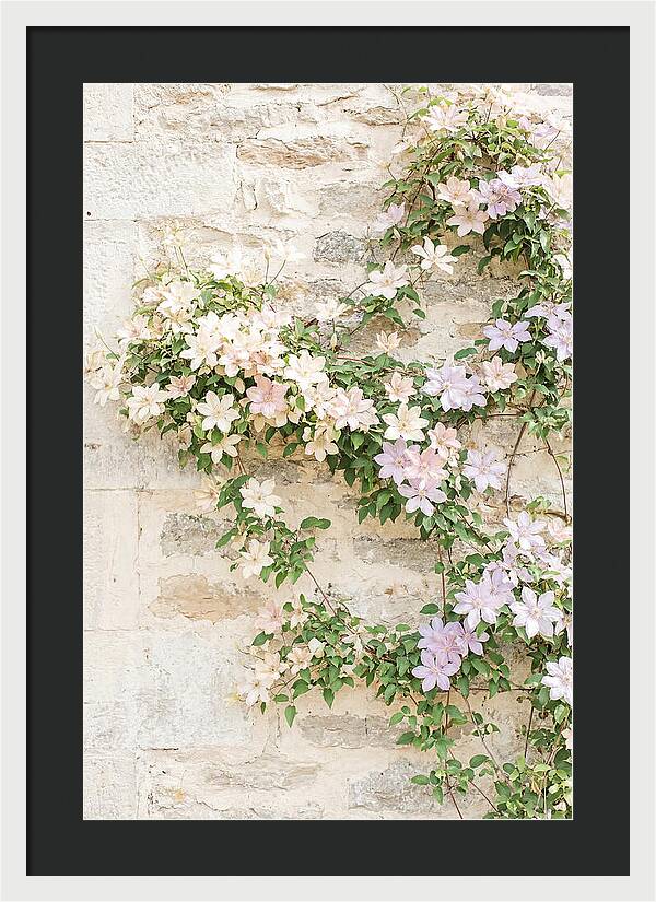 Heritage Clematis On Old Stone Wall