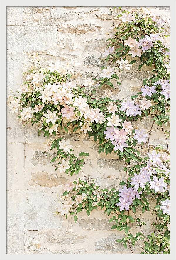 Heritage Clematis On Old Stone Wall