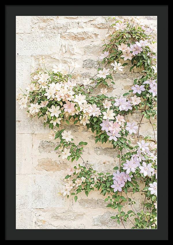 Heritage Clematis On Old Stone Wall