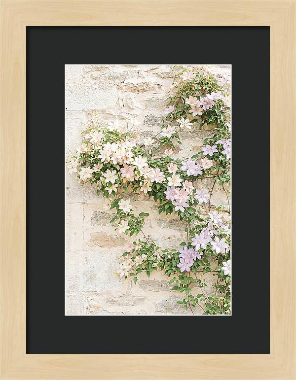 Heritage Clematis On Old Stone Wall