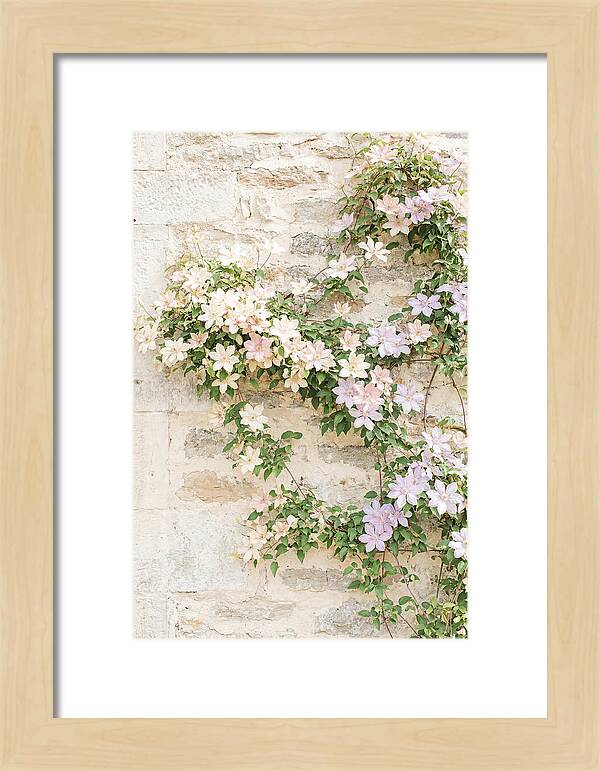 Heritage Clematis On Old Stone Wall