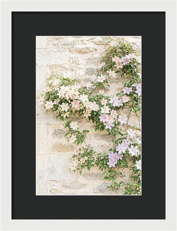 Heritage Clematis On Old Stone Wall