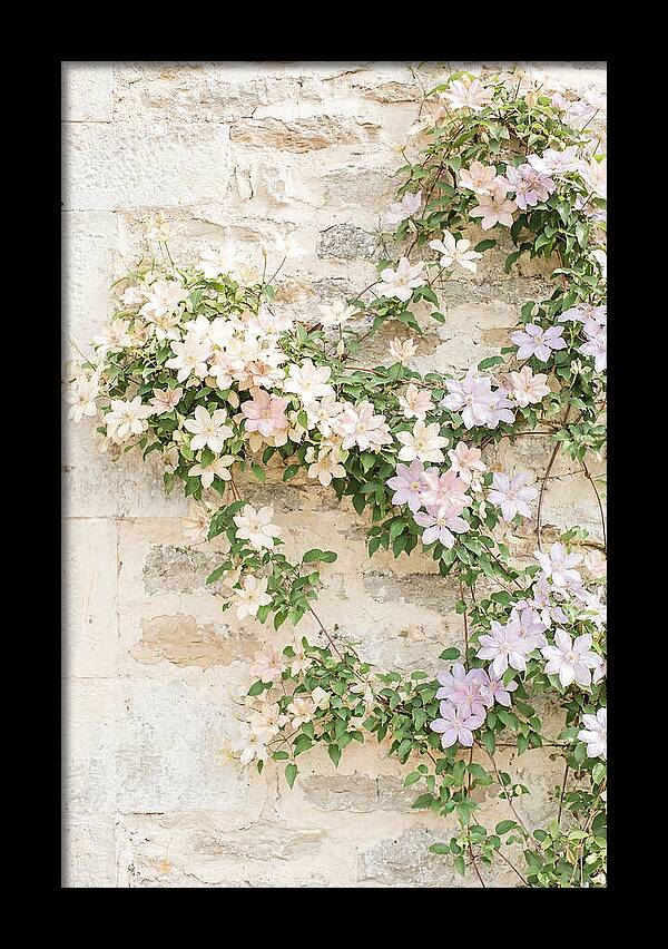 Heritage Clematis On Old Stone Wall