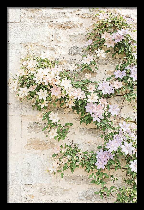 Heritage Clematis On Old Stone Wall