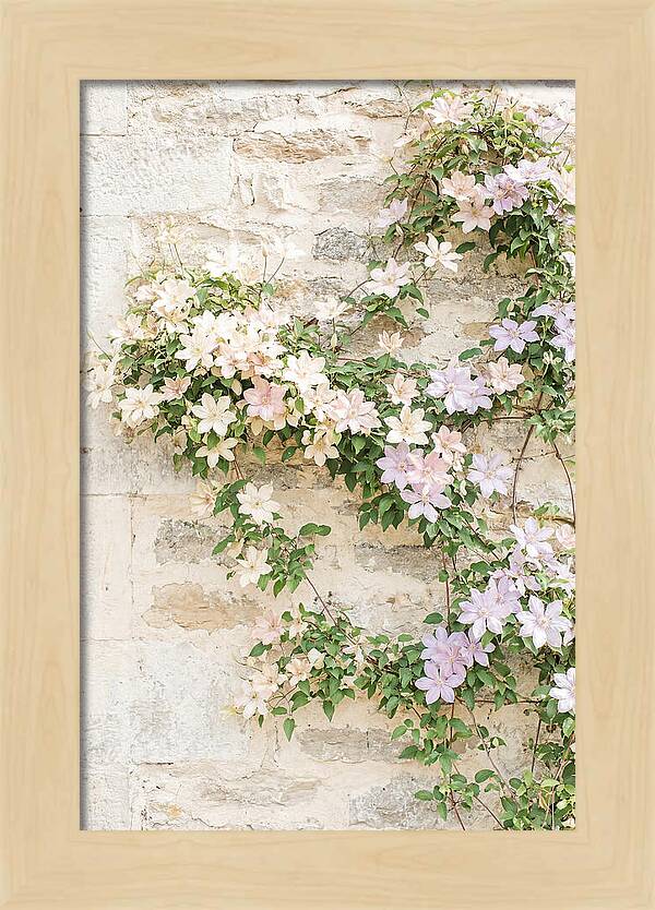 Heritage Clematis On Old Stone Wall