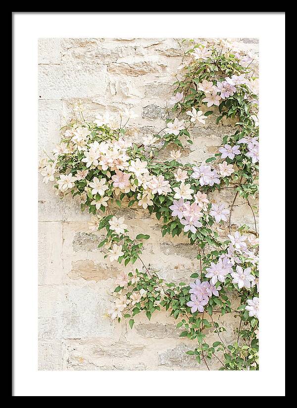 Heritage Clematis On Old Stone Wall