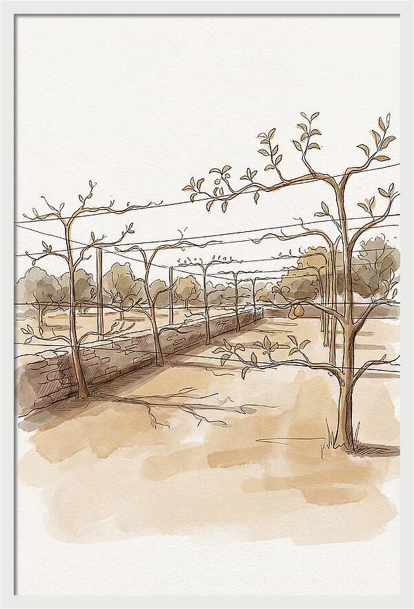 Heritage Fruit Garden Serenity