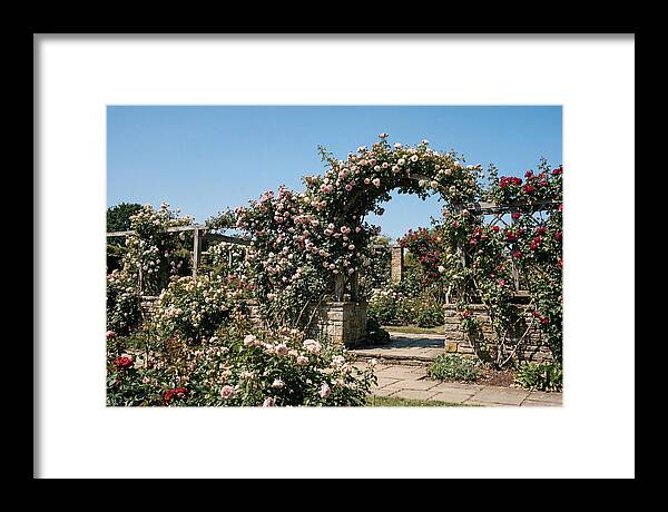 Heritage Rose Garden Bliss
