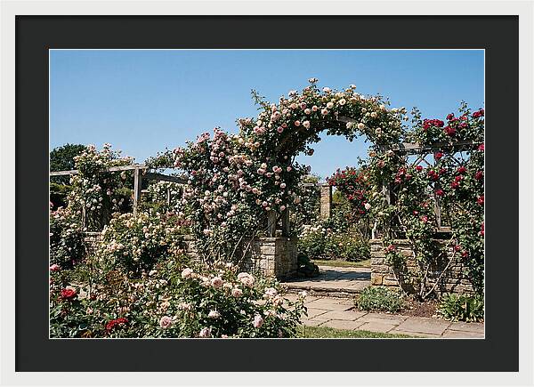 Heritage Rose Garden Bliss