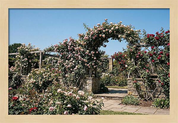 Heritage Rose Garden Bliss