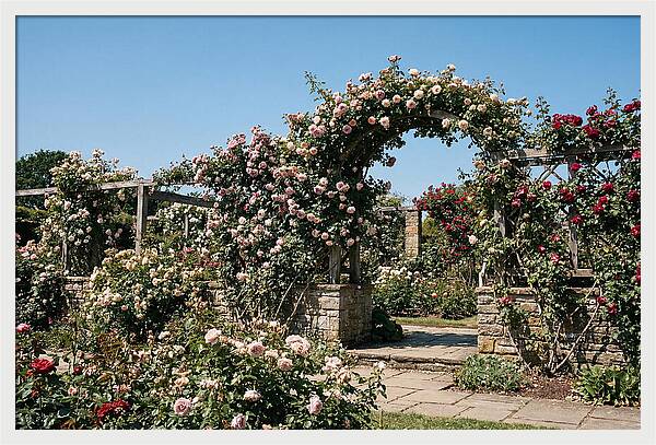 Heritage Rose Garden Bliss