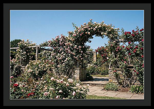 Heritage Rose Garden Bliss