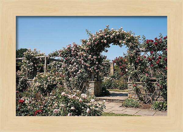 Heritage Rose Garden Bliss